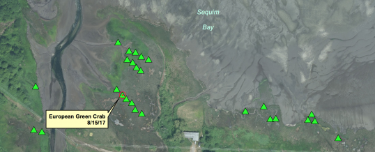 European Green Crab Found in Sequim Bay