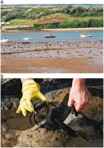 The figure shows two photographs. the top photograph, labeled A, shows a landscape of a muddy tidelfat at low tide with numerous dark, low-profile, structures in the middle ground, which are the tiles on the mud. Boats and a far shore are visible behind this. The bottom photograph, labeled B, shows the hands of a person reaching down, one hand is lifting a single tile from the mud and the other is holding a green crab.