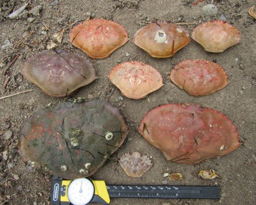 Shirley Hoh's Molt Search photo which includes Dungeness crab, graceful crab, and invasive European green crab. This was the first evidence of European green crab found in Skagit Bay. Photo Credit: S. Hoh. Shirley Hoh's Molt Search photo which includes Dungeness crab, graceful crab, and invasive European green crab. This was the first evidence of European green crab found in Skagit Bay. Photo Credit: S. Hoh.