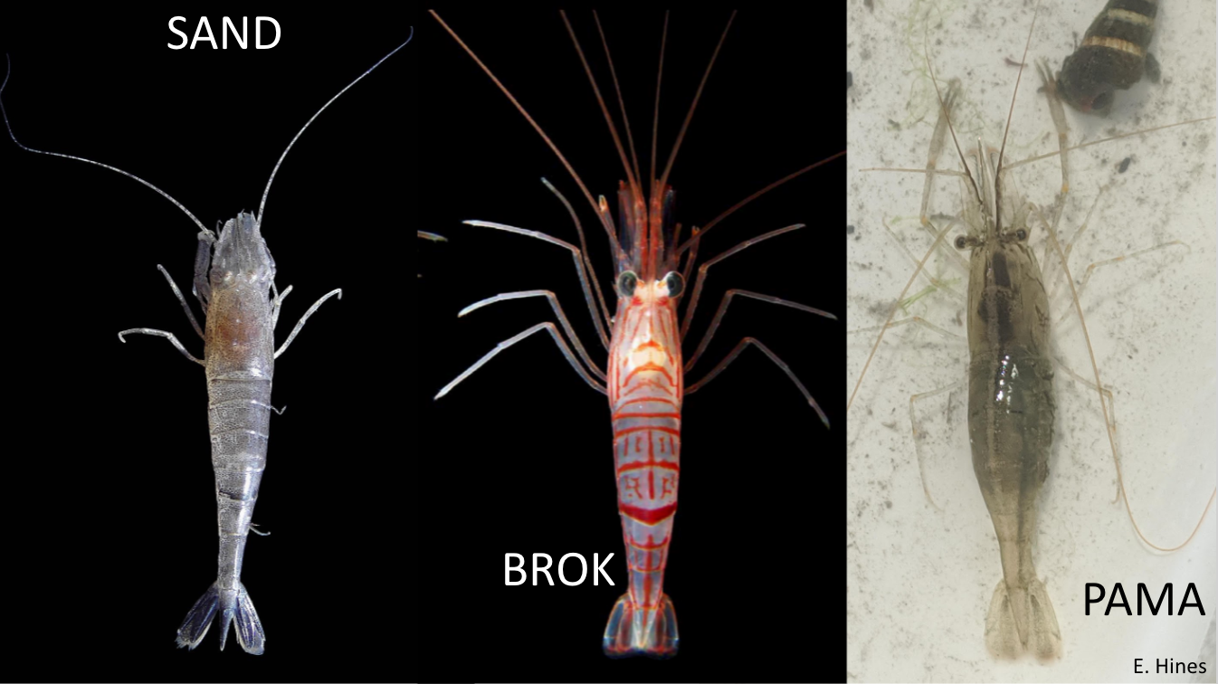 Shrimp Comparison Washington Sea Grant