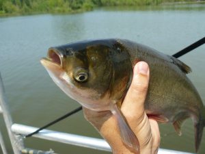 A photograph of a silver carp held in a hand on a boat in a lake or river.