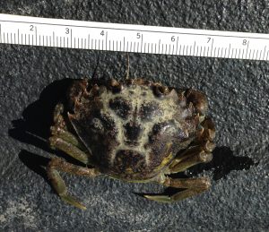 One of the two additional female European green crabs captured in rapid response trapping today. Centimeter ruler for scale. Photo: Emily Grason)
