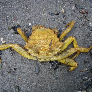 Hairy Helmet Crab