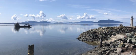 Additional Green Crab Captured in Samish Bay