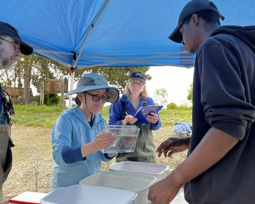 The team uses a clear plastic container to identify a fish using visual characteristics. Photo Credit: E. Grason/WSG The team uses a clear plastic container to identify a fish using visual characteristics. Photo Credit: E. Grason/WSG