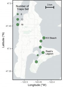 A map of Vashon Island. A cluster of green circles on the eastern portion of central Vashon and on Quartermaster Harbor show the 5 trapping locations. The northern most site is labeled KVI Beach, and the easternmost site within Quartermaster Harbor is labeled Raab's Lagoon. Both sites had at least 18 traps set in them. The other 4 sites have either 12 or 6 traps set.