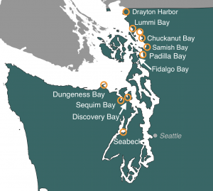 A map showing a polygon of western Washington State in green, and southern Vancouver Island in gray. Orange circles are placed over bodies of water where green crab were captured along inland shorelines of Washington in 2022. Labels denote site names with Dungeness, Sequim, and Discovery Bays on the north Olympic Peninsula (from west to east), then to the south is Seabeck in Hood Canal. Starting up at the Canadian border on the eastern shoreline and proceeding southward, Drayton Harbor, Lummi, Bellingham, Chuckanut, Samish, and Padilla Bays are circled. Fidalgo Bay does not have a circle, but is labeled and indicated with an arrow. A gray label for Seattle is provided for orientation.