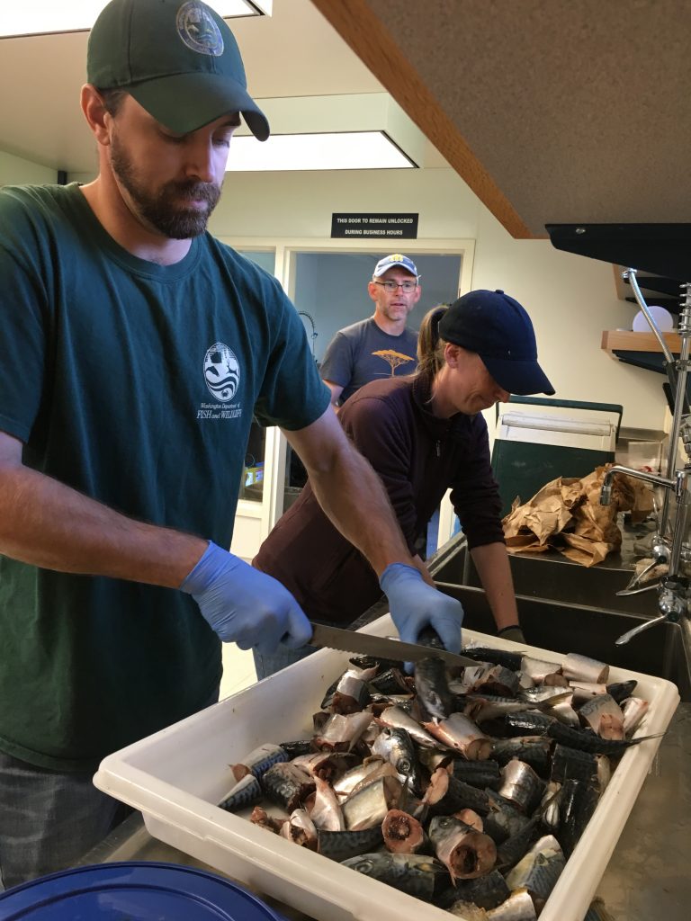 Protocol In Focus Why do we use mackerel as bait? Washington Sea Grant