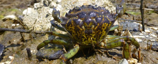 Single Green Crab Found During Follow-Up Assessment on Whidbey Island