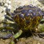 Single Green Crab Found During Follow-Up Assessment on Whidbey Island