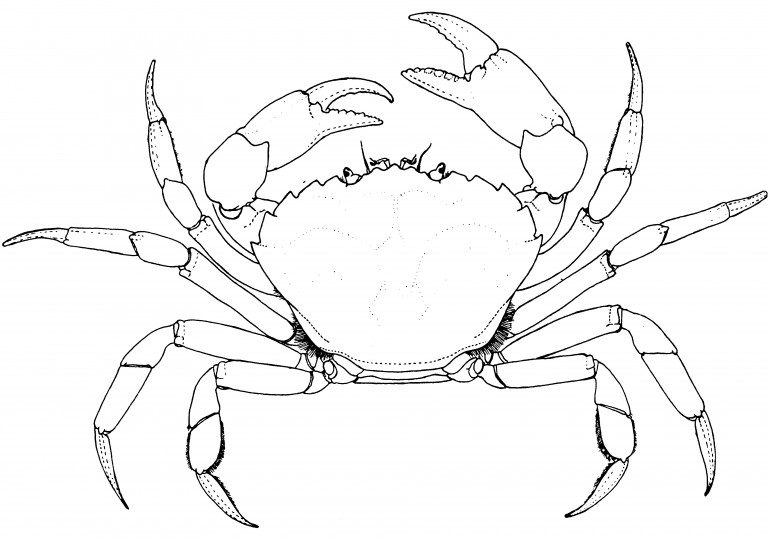 Identifying European Green Crab – Washington Sea Grant