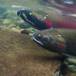 Two coho salmon (Oncorhynchus kisutch) swimming up stream. Photo credit: Flickr Creative Commons