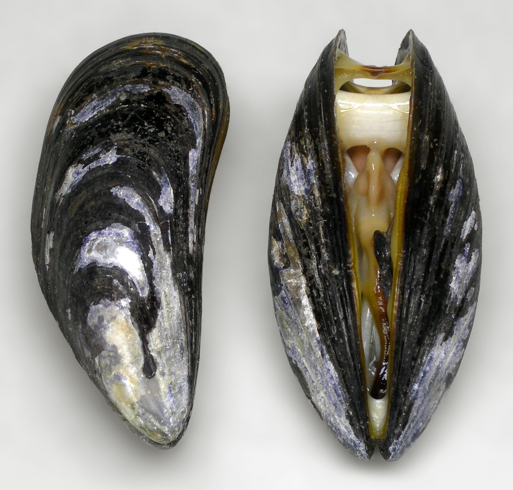 Двустворчатые моллюски мидии. Мидия Mytilus galloprovincialis. Моллюск Мидия дрейссена. Съедобная Мидия Mytilus edulis.