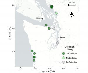 A map of Washington coastline shows 20 sites where results of eDNA and trapping surveys were compared as part of the green crab eDNA project. Sites where green crabs were confirmed present via trapping in 2021 are shown in Drayton Harbor, Willapa Bay, Grays Harbor and the north Olympic Peninsula. One site, Chuckanut Bay, shows that a molt was detected, but no live green crabs captured. Several sites in south Puget Sound, near Tacoma and Olympia, and one site near Port Townsend, have never had any prior detections of green crab via trapping or molt surveys.