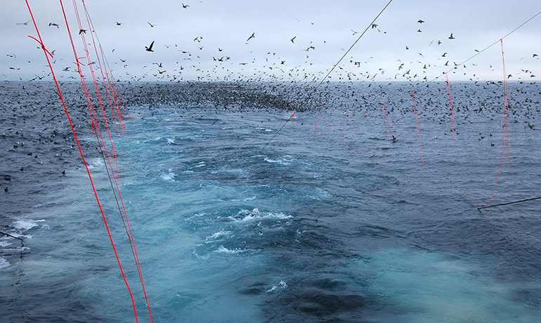 How Fishing at Night Can Help Save West Coast Albatross SS