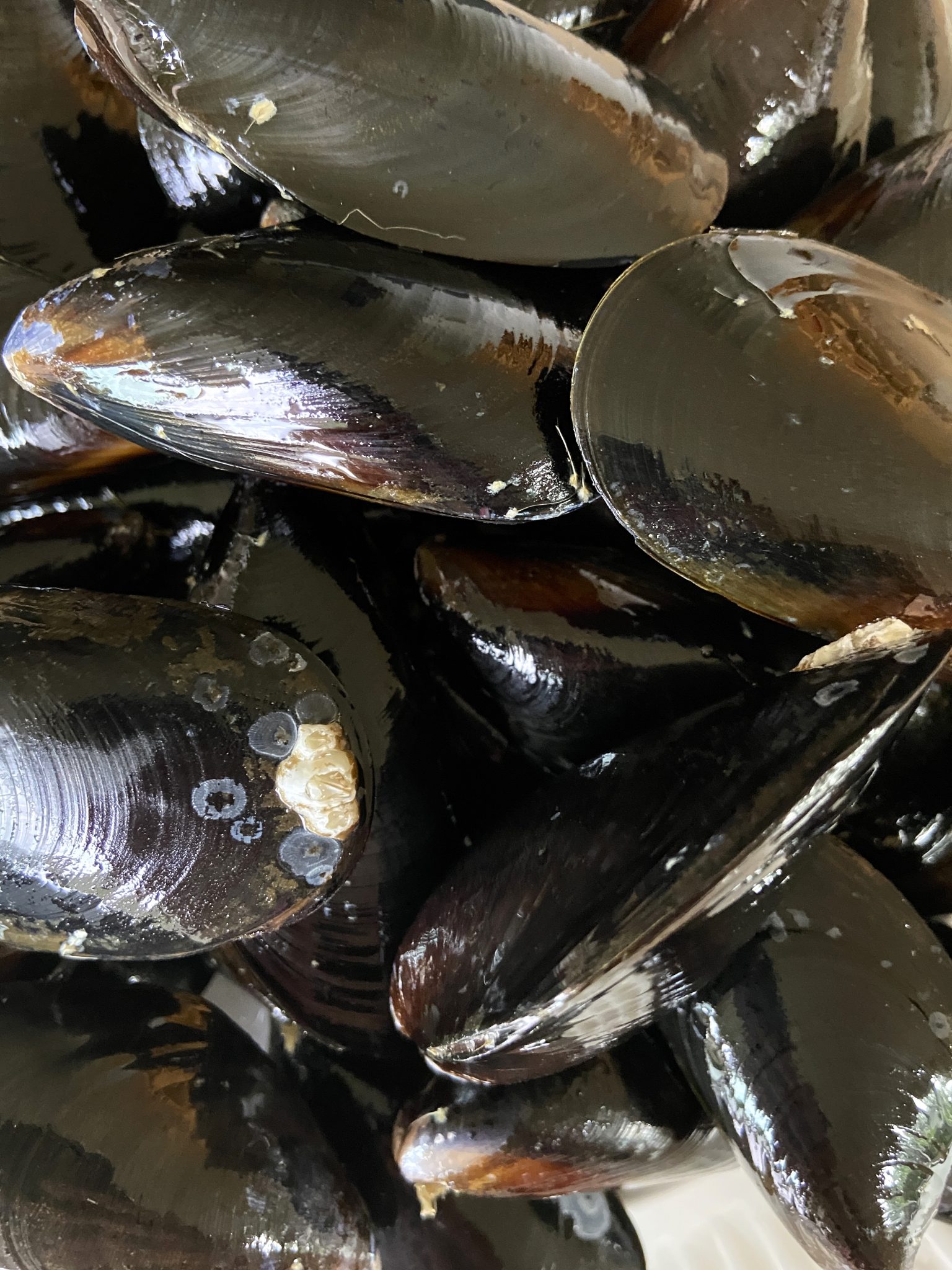 Local and Coastal Mussels with Spicy Tomato Butter Washington Sea Grant