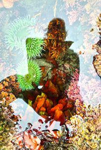 Shadow of a person standing over a tidepool with green sea anenomes and orange sea cucumber.