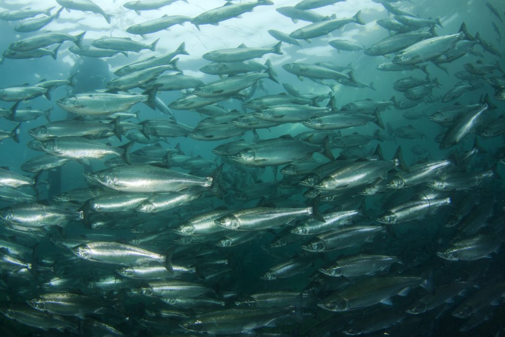 School of salmon underwater