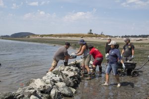 People setting rocks down to build a wall in the intertidal