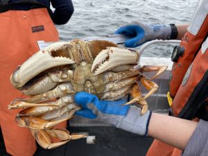 A gloved hand holds a crab