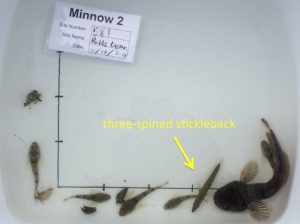 Three-spined stickleback in a minnow trap catch with staghorn sculpin, grainy-handed hermit crab, and a plainfin midshipman. Photo: Crab Team Raab's Lagoon.